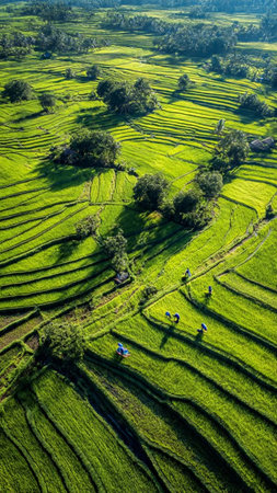Rice fields on terraced of Mu Cang Chai, YenBai, Vietnam