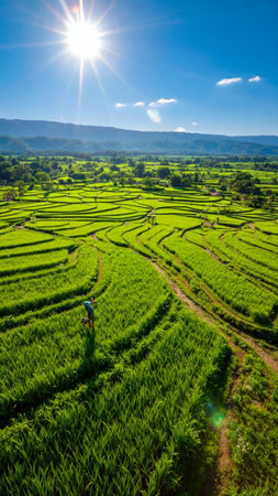Rice fields on terraced of Bali island, Indonesia.の写真素材
