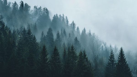 Foggy forest in the mountains. View from the top.の写真素材