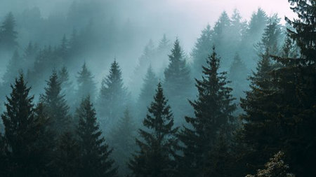 Foggy morning in the coniferous forest. Panoramaの写真素材