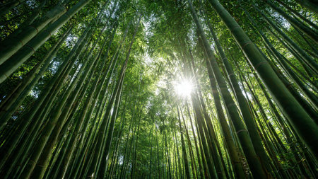 Bamboo forest in Arashiyama, Kyoto, Japan.の写真素材