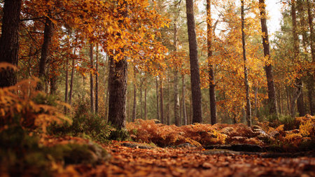 Beautiful autumn forest landscape with colorful trees and ferns.の写真素材