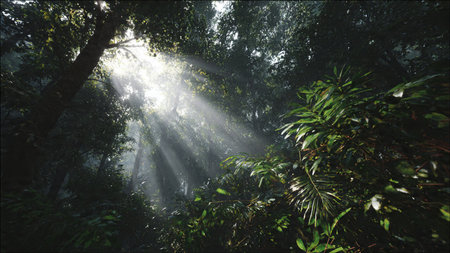 Tropical rainforest with sun rays shining through the tree canopy