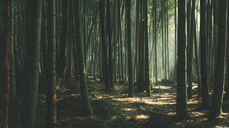 Bamboo forest in the morning. Bamboo forest in the morning