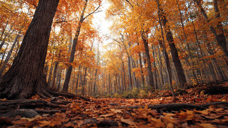 Beautiful autumn forest landscape with colorful trees and fallen leaves on the ground
