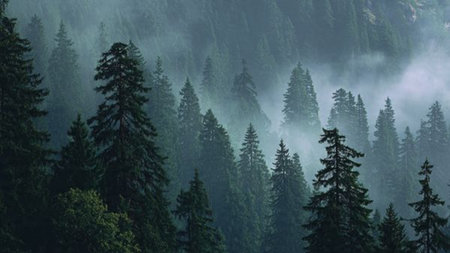 Foggy morning in the mountains. Top view of foggy forest.