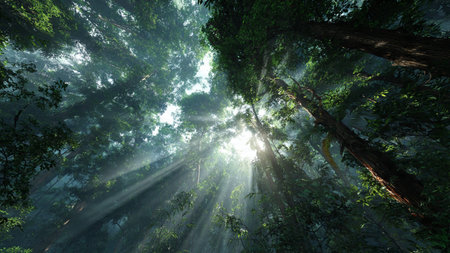 Sun rays shining through the trees in the rainforest. Nature background