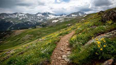 Trail in the mountains with wildflowers and alpine meadows