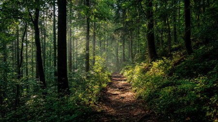Pathway through the dark green deciduous forest in morning light