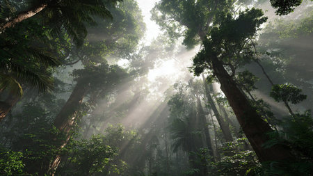 Morning sun rays through the tree canopy in the rainforest, Thailand