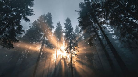 Sun rays shining through trees in a foggy forest at sunrise.