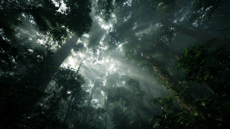 Sun rays shining through the canopy of a tropical rainforest in Costa Rica