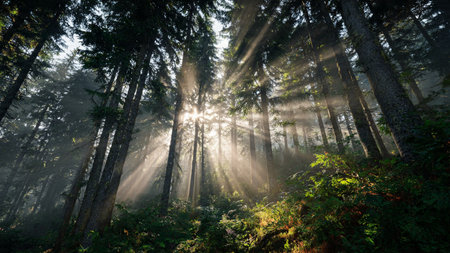 Sunbeams through the trees in the forest. Nature composition.