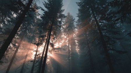 Foggy forest at sunset with sunbeams and lens flare
