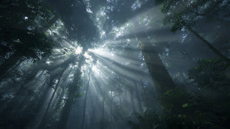 Sunbeams shining through the trees in a misty rainforest