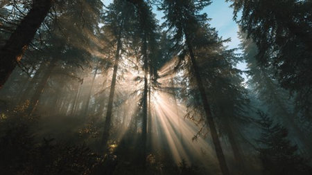 Panoramic view of foggy forest with sunbeams through treesの写真素材