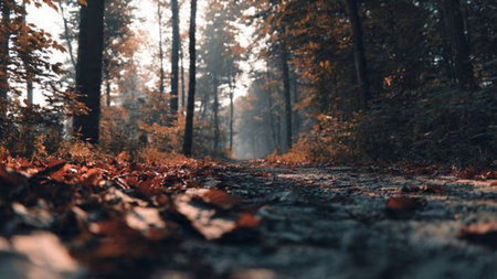Path in the autumn forest. Forest path with fallen leaves. Autumn landscape.