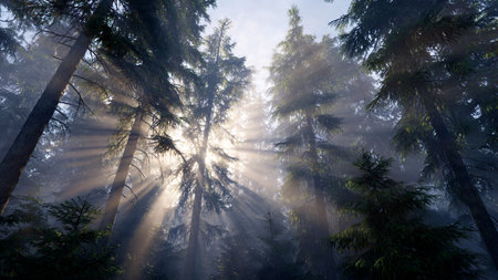 Morning fog in the coniferous forest. Sun rays through the trees.