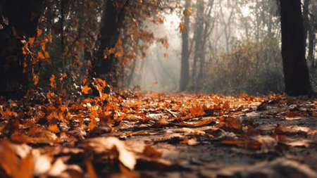Autumnal forest with fallen leaves on the ground in the morningの写真素材