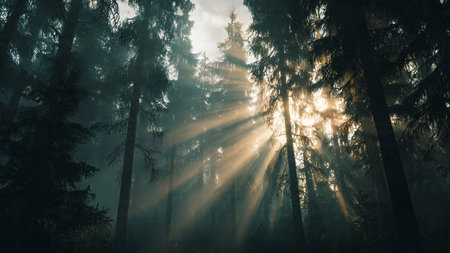 Foggy morning in the coniferous forest with sun raysの写真素材