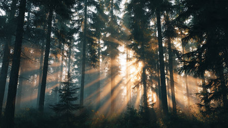 Panoramic view of a foggy forest with sunbeamsの写真素材