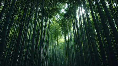 Bamboo forest in Arashiyama, Kyoto, Japan.