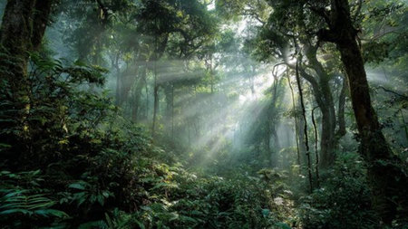 Sun rays shining through the trees in the rainforest