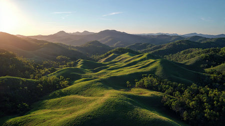 Detailed fernsの写真素材