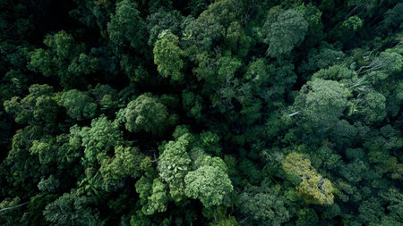 Aerial view of green trees in the forest. Nature background.の写真素材