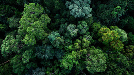 Aerial view of green trees in tropical forest, nature background.