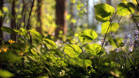 Green leaves in the forest. Selective focus. Shallow depth of field.