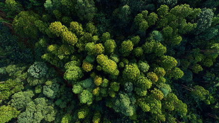 Aerial view of green trees in the forest. Top view.