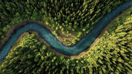 A silent evergreen forest blanketed in light snow.の写真素材