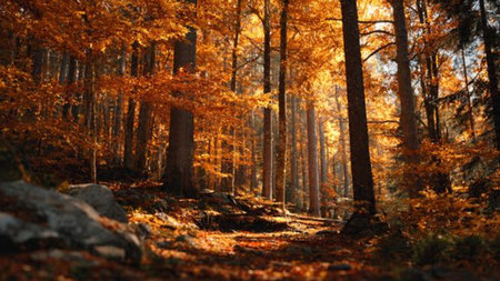 A peaceful forest filled with colorful leaves.