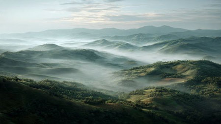 Mist rises upward, fading gradually into the upper foliage.