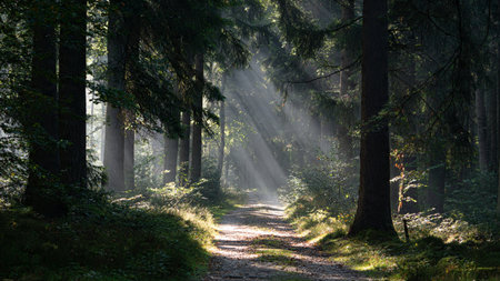A serene forest path illuminated by sunlight beams, creating a tranquil and peaceful atmosphere.