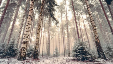 Cold winter sunrise painting snowy valley floors with warm tones.の写真素材