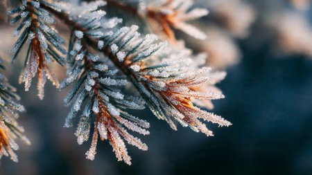 Pine branch covered with hoarfrost close-up. Winter backgroundの写真素材