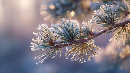 Pine branch covered with hoarfrost in the winter forest.の写真素材