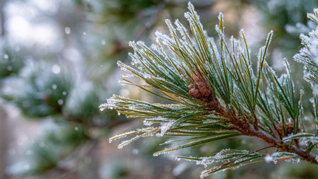 Pine branch covered with hoarfrost, close-up.