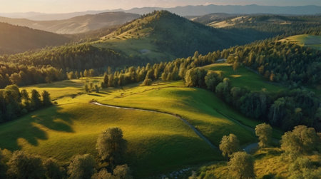 Dense jungle canopy viewed from above at sunrise.の写真素材