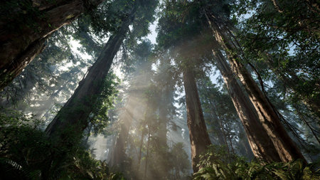 Sunlight in Sequoia National Park, California, USA.