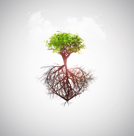 tree of love concept roots heart shapeの写真素材