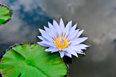 Lotus flowerの写真素材