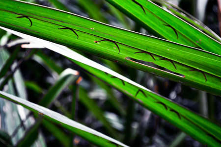 Nypa forest