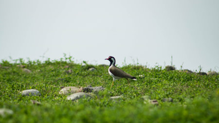 Red-wattled Lapwing (Vanellus vanellus)