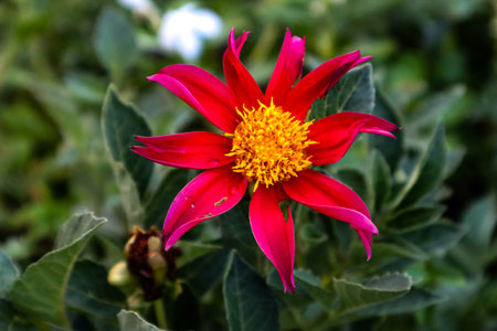 Beautiful red dahlia flower blooming in the garden.