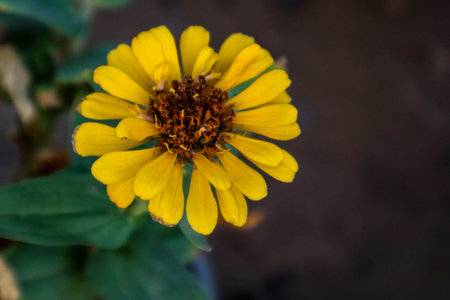 Zinnia elegans, Zinnia violacea Cav.