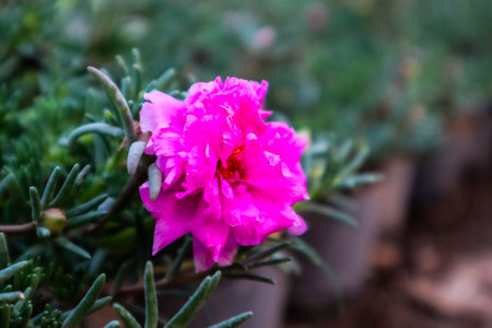 Pink flower in the garden,Portulaca oleracea.の写真素材