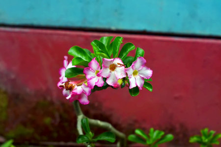At that time I was walking, saw a flower plant beside a building then I captured the plantの写真素材